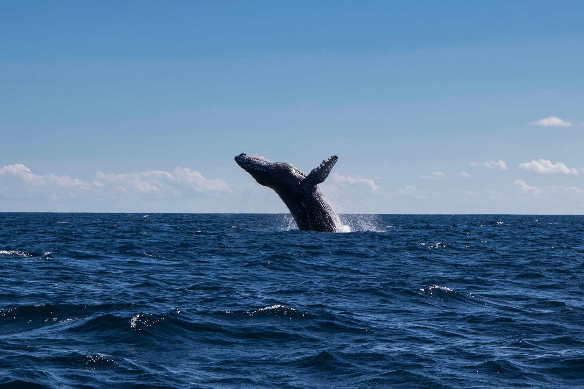whale watching in mexico