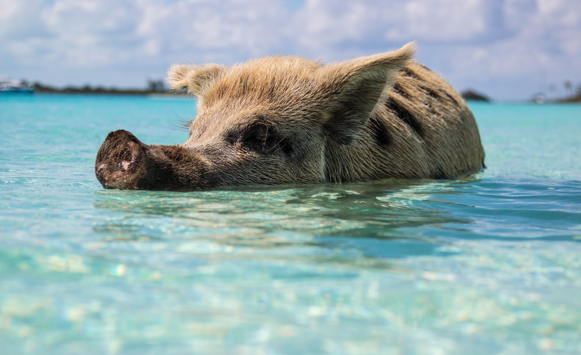 swimming pigs in bahamas