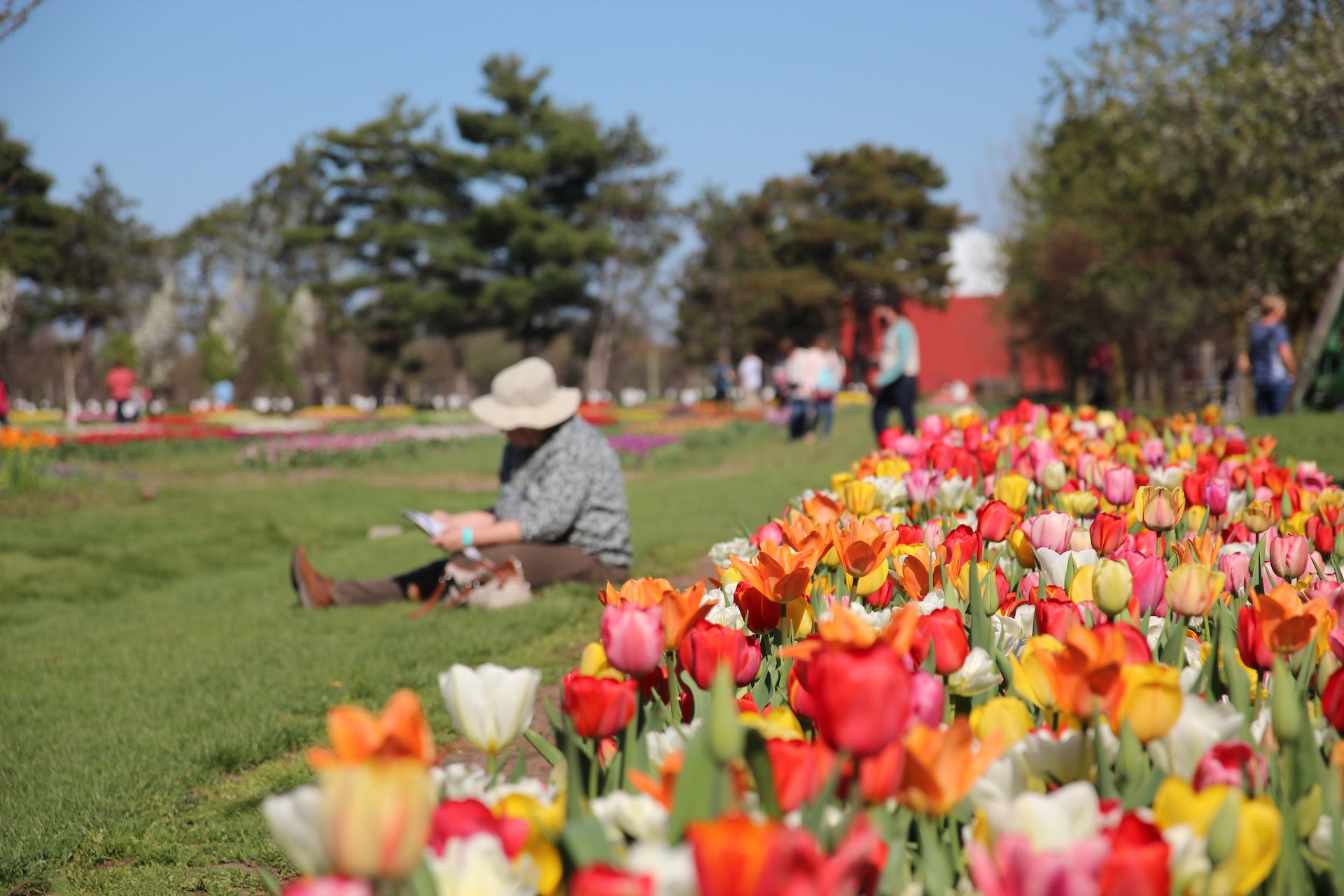 tulips in michigan