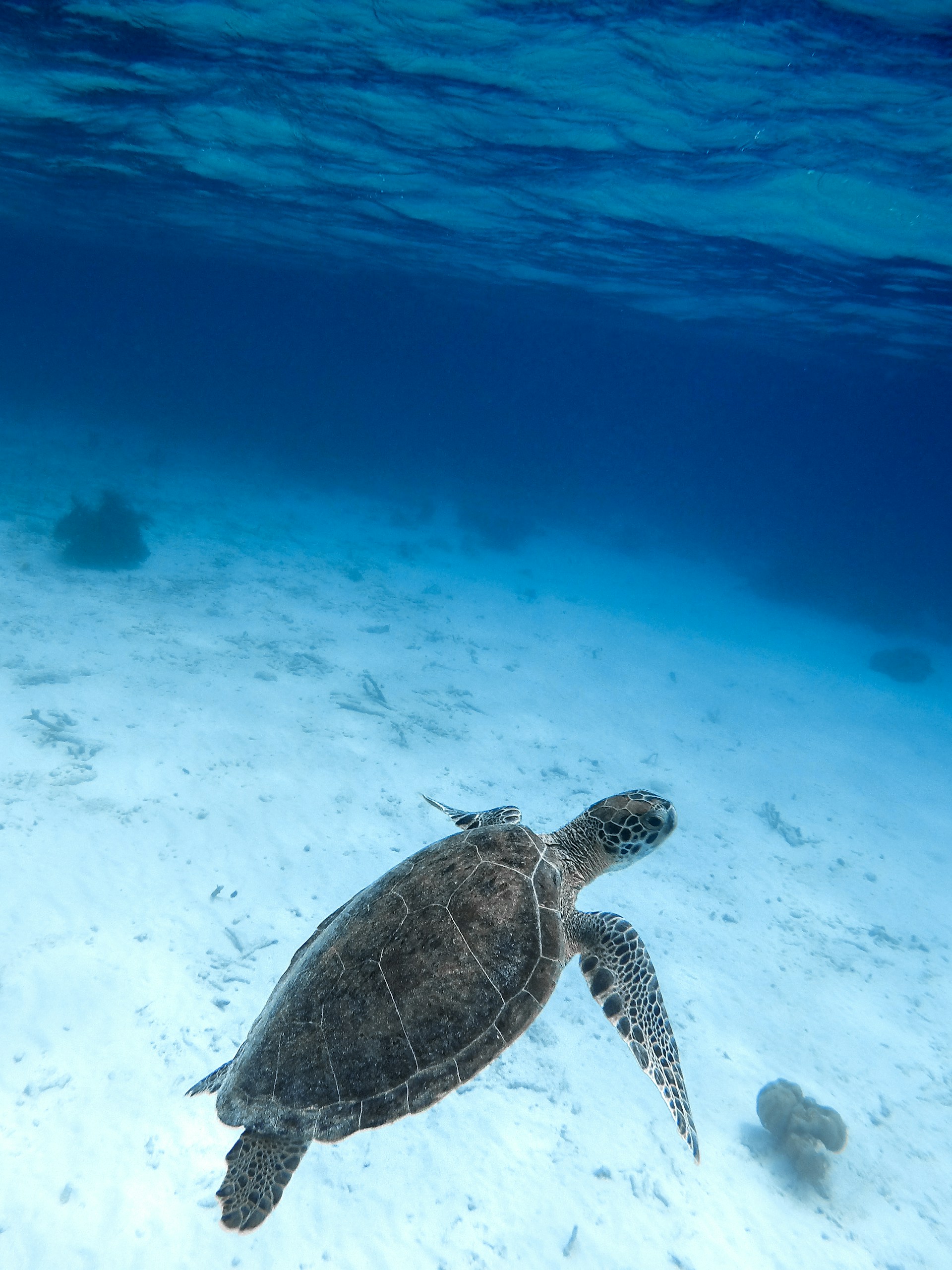 sea turtles in bonaire
