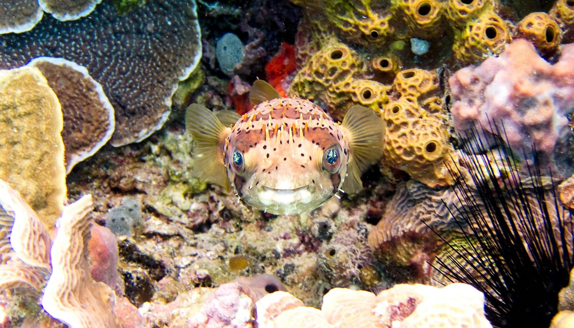 puffer fish underwater
