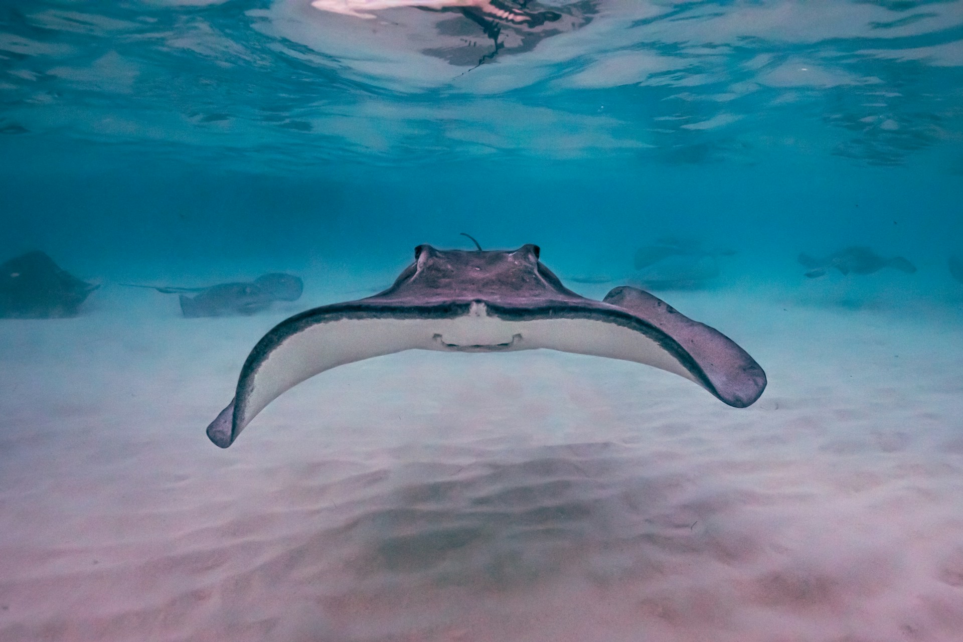 stingray city