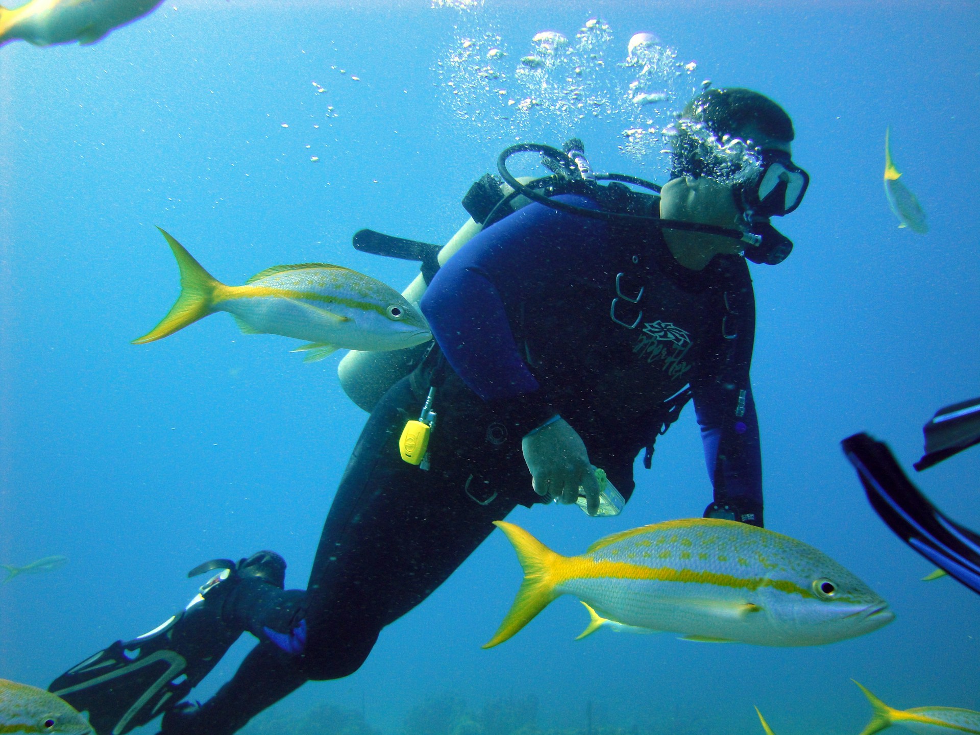 diving in bahamas