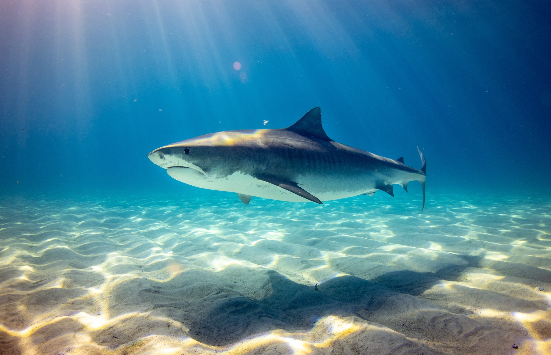 tiger shark underwater