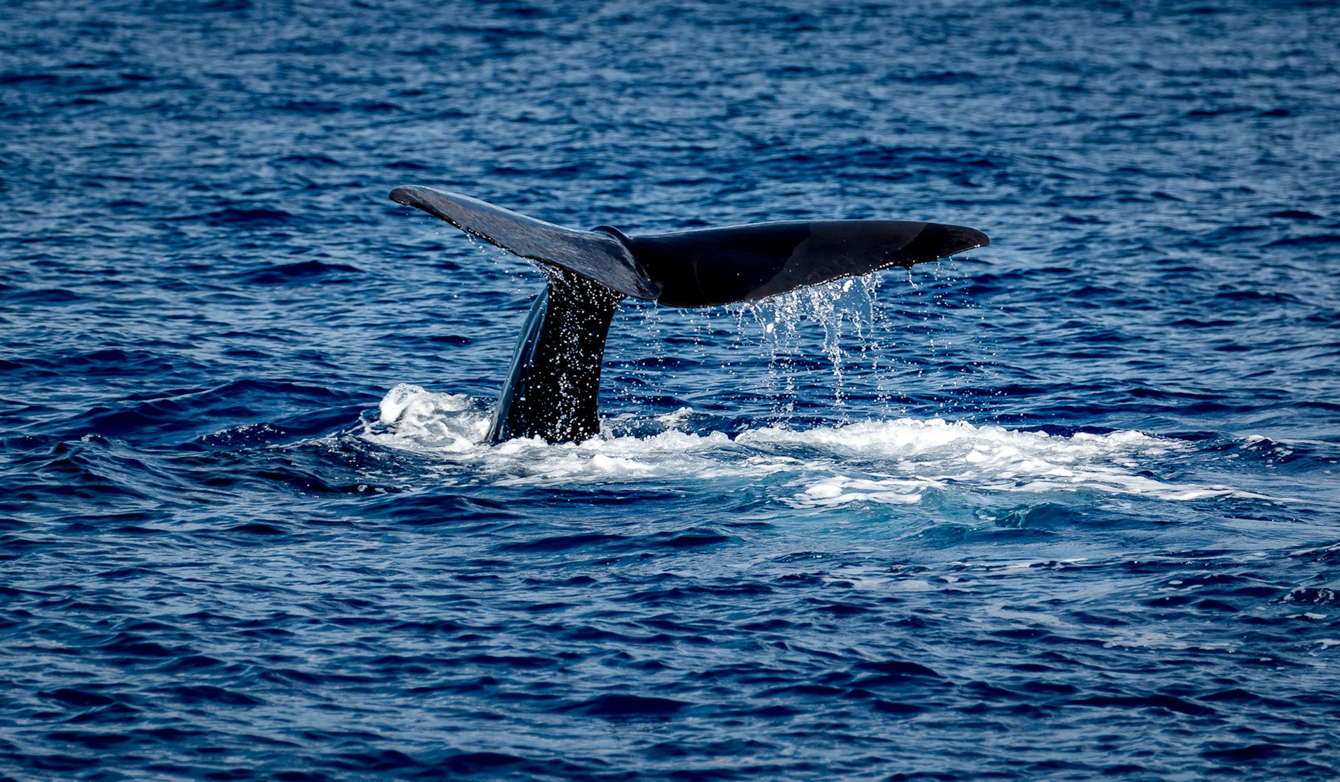 whale in dominica