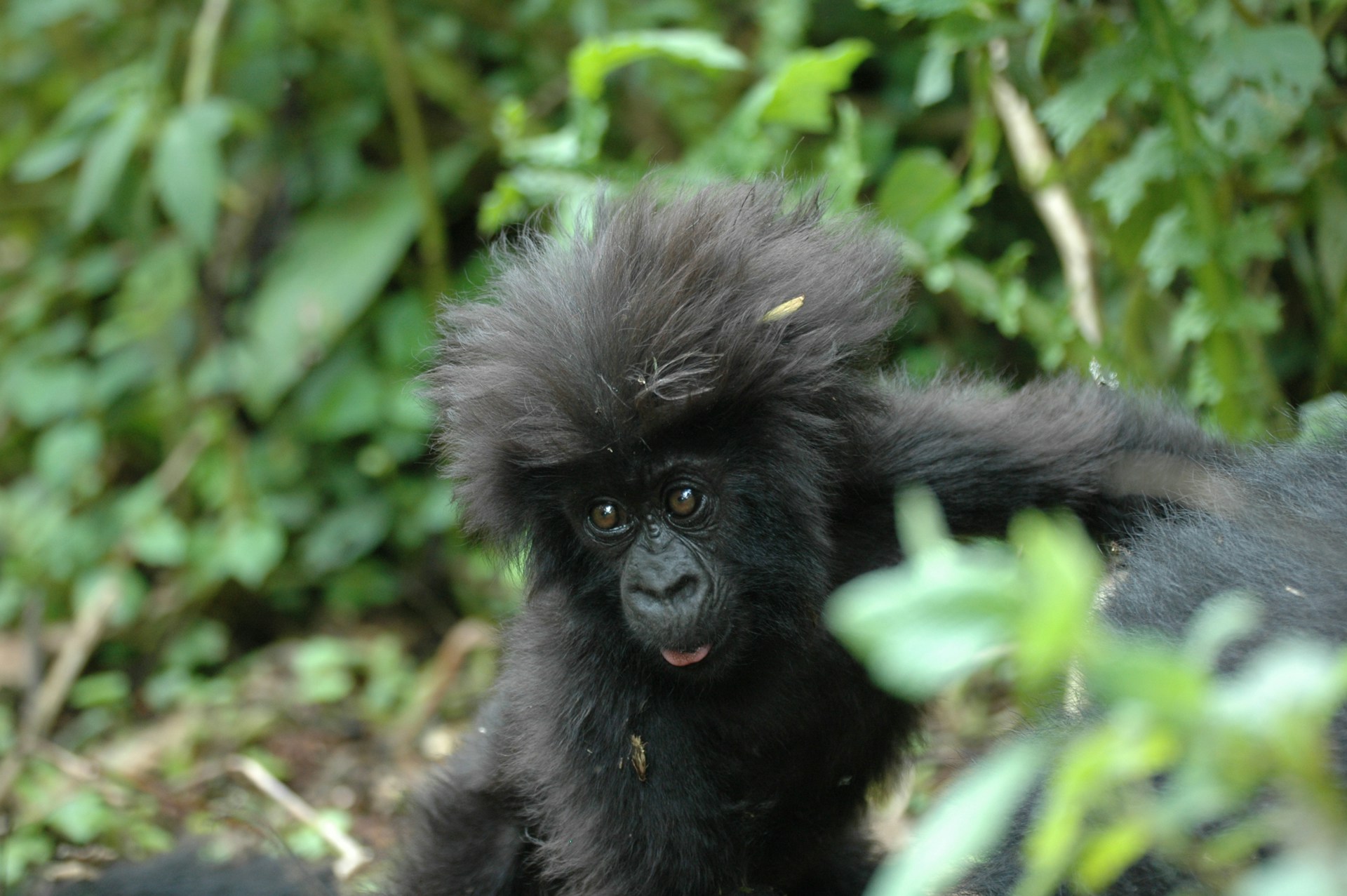 gorilla safari rwanda