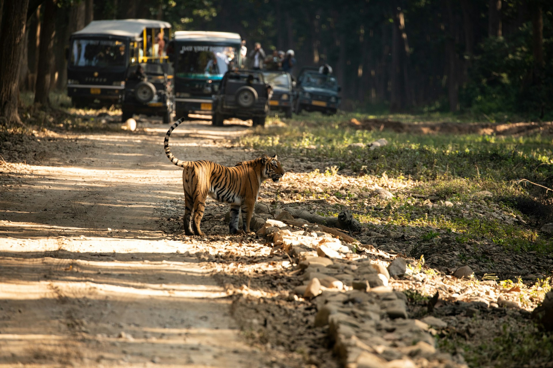 spot tigers in india